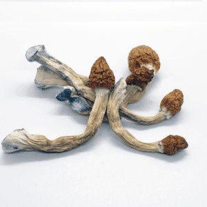 Penis envy mushrooms