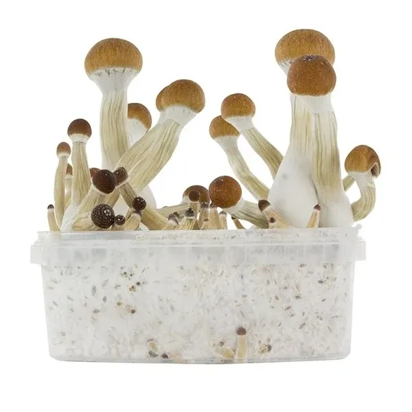 magic mushroom grow kit