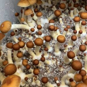 b+ mushroom spores